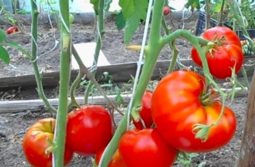 Подготовка семян томатов к посеву E5d47a503b