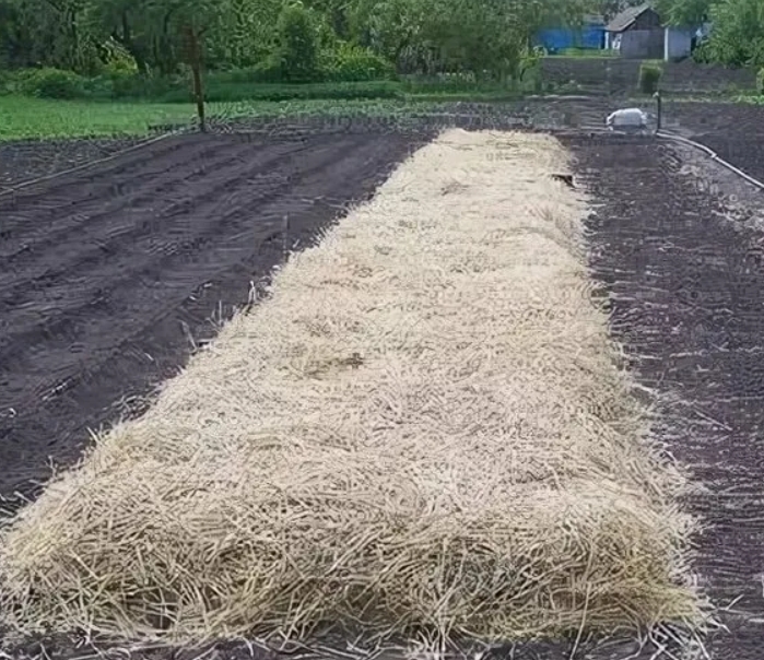 утепление картофеля сеном