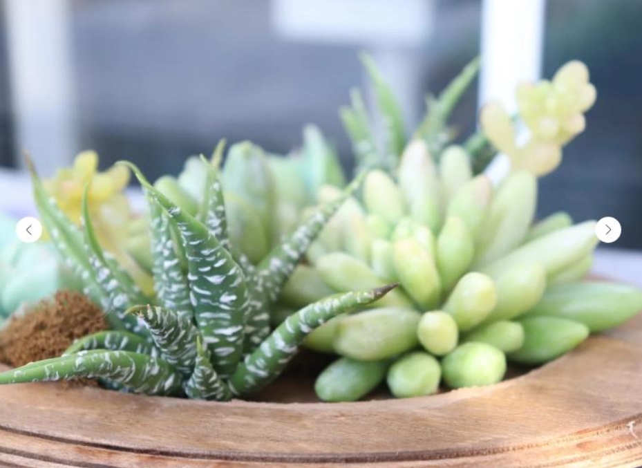 [La Florterra] Суккуленты (Любовь Мирошниченко)