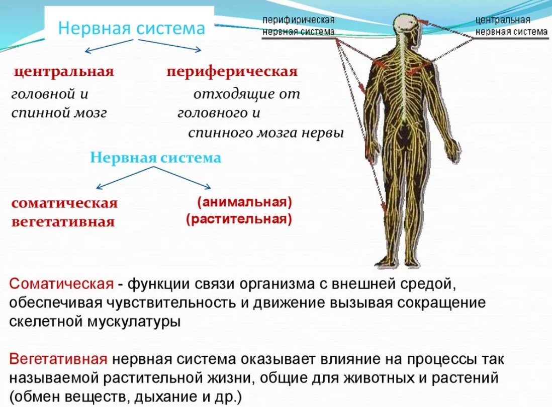 нервная система человека